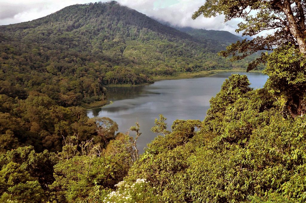 Junggle Trekking